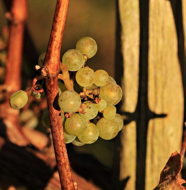 invaluable advice for burgeoning wine fanatics everywhere